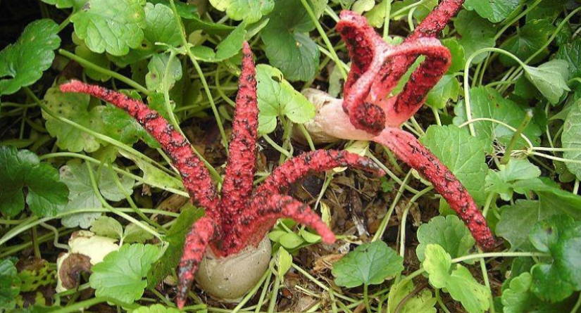 El más aterrador de las plantas en el mundo que crecen, pueden a su casa