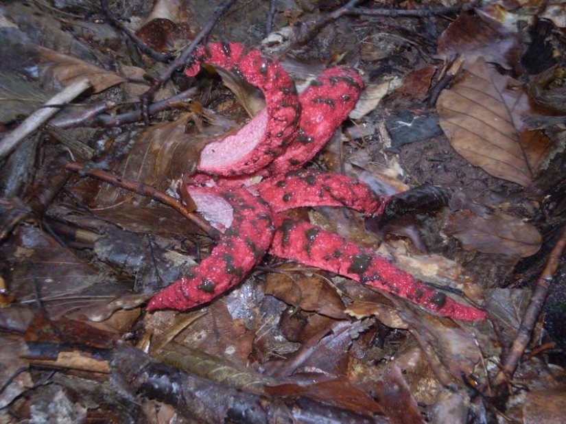 El más aterrador de las plantas en el mundo que crecen, pueden a su casa