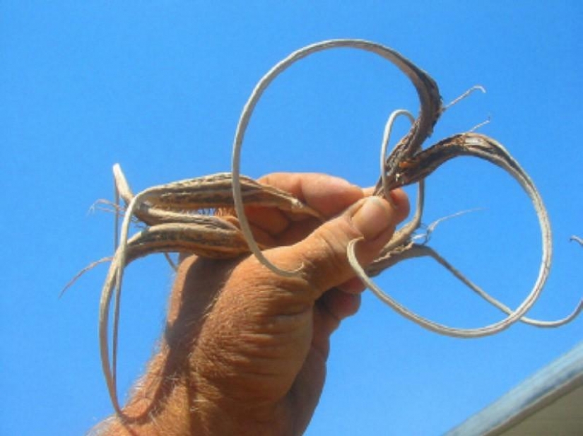 El más aterrador de las plantas en el mundo que crecen, pueden a su casa