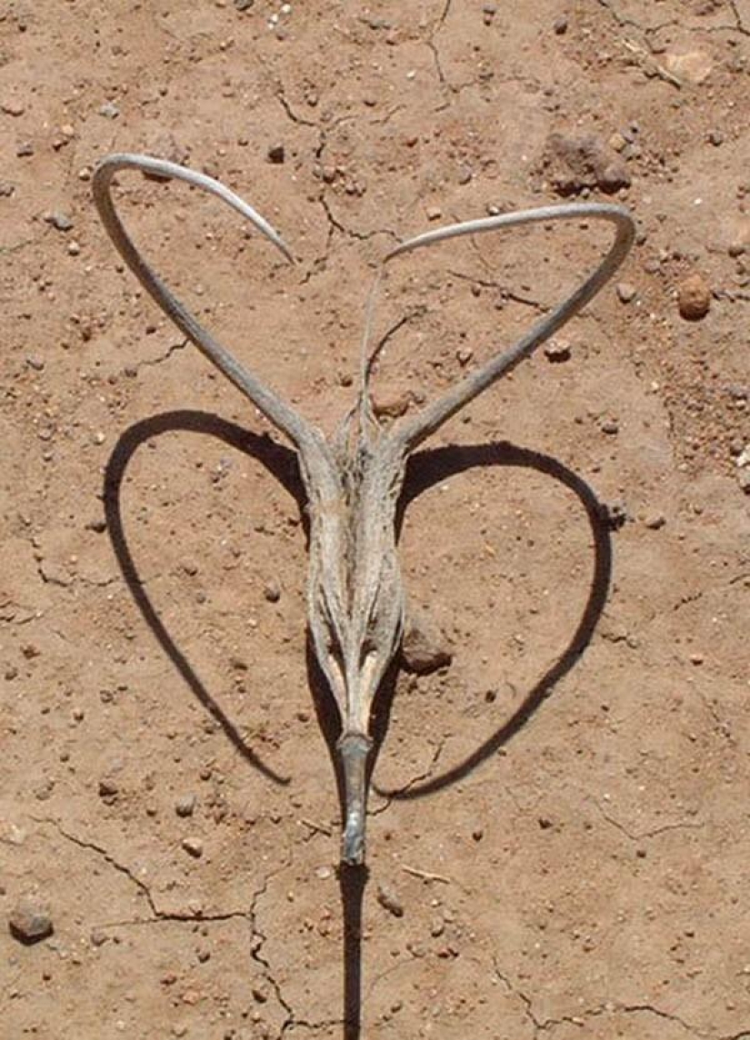 El más aterrador de las plantas en el mundo que crecen, pueden a su casa