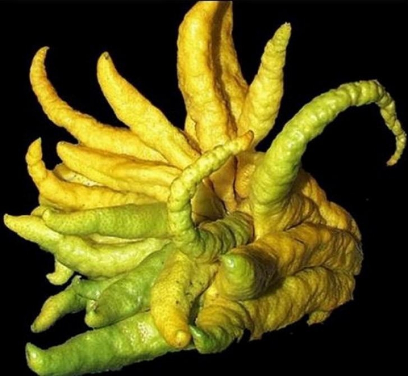 El más aterrador de las plantas en el mundo que crecen, pueden a su casa