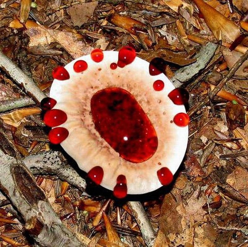 El más aterrador de las plantas en el mundo que crecen, pueden a su casa