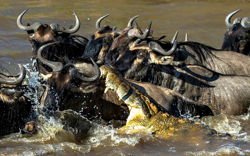 El más espectacular show en el salvaje