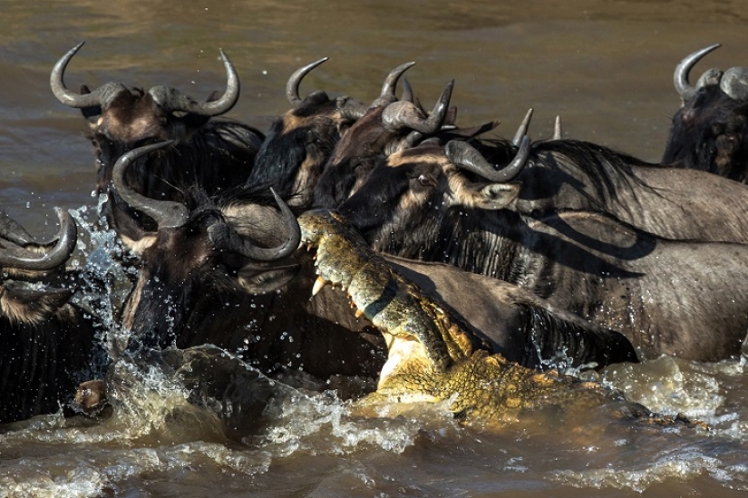 El más espectacular show en el salvaje