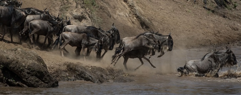 El más espectacular show en el salvaje