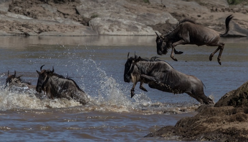 El más espectacular show en el salvaje