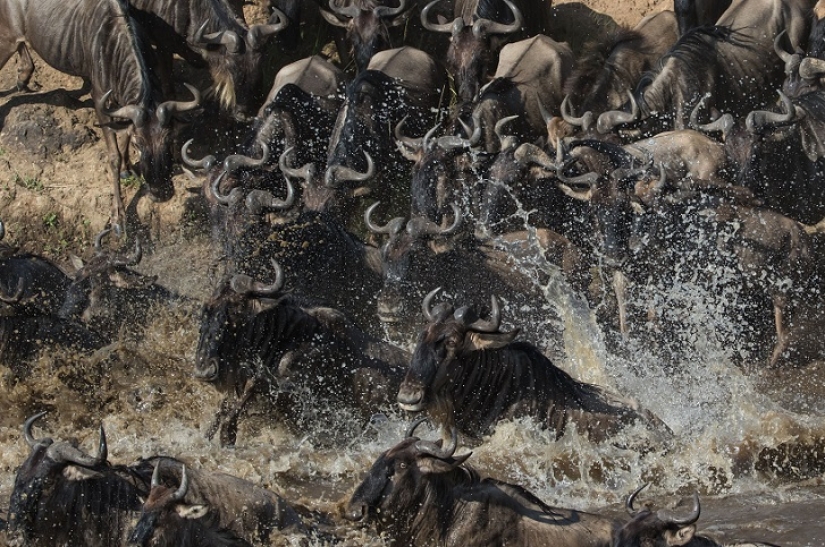 El más espectacular show en el salvaje