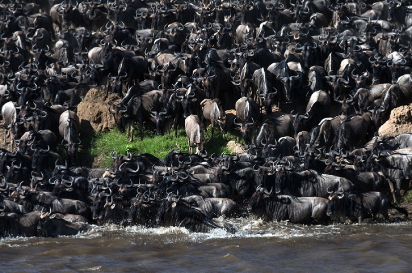 El más espectacular show en el salvaje