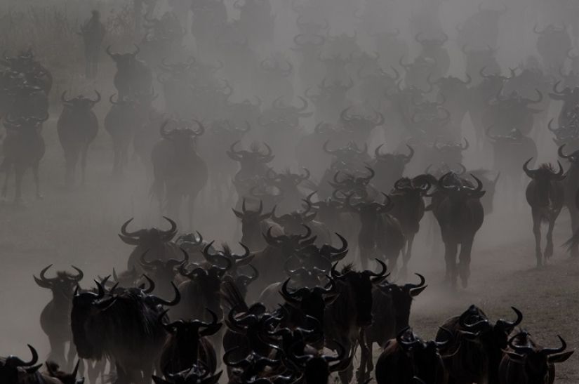 El más espectacular show en el salvaje