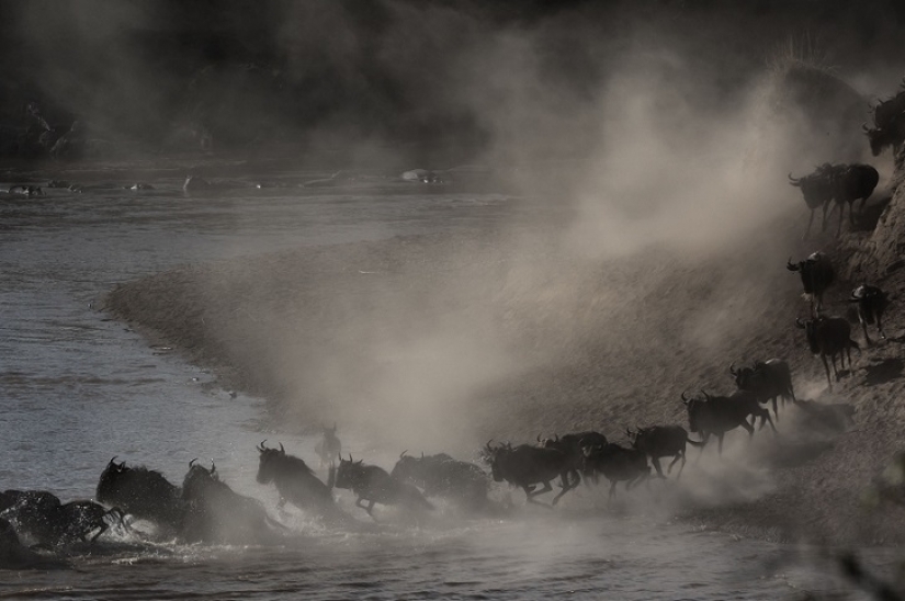 El más espectacular show en el salvaje