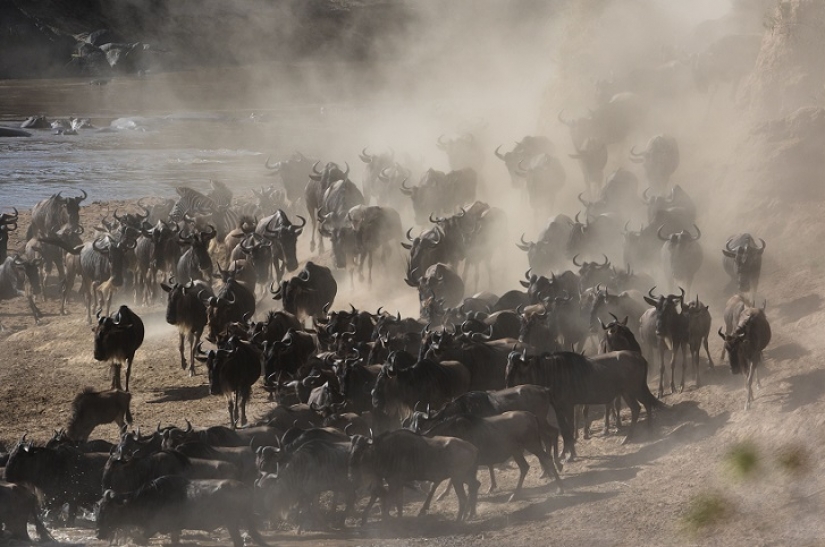 El más espectacular show en el salvaje
