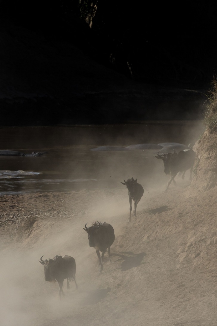 El más espectacular show en el salvaje