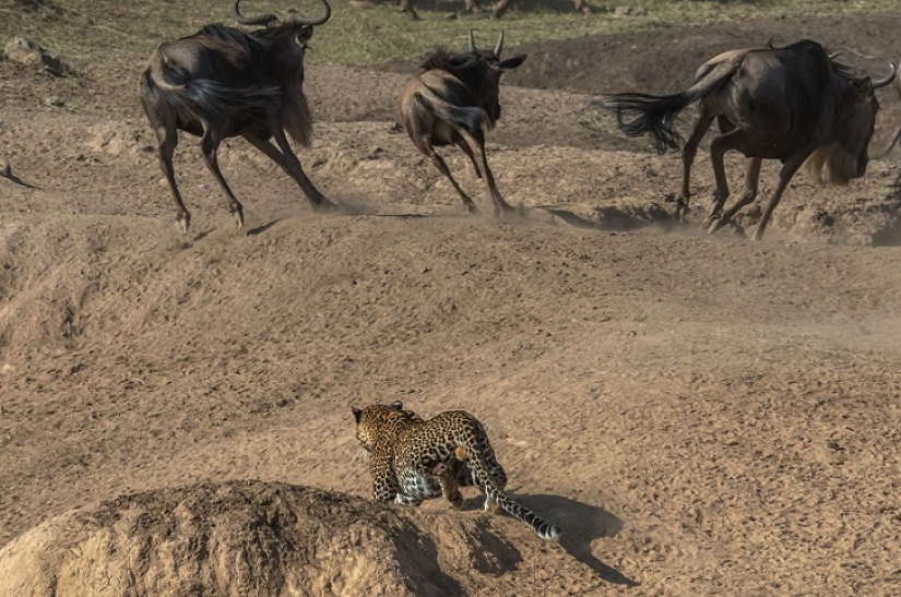 El más espectacular show en el salvaje