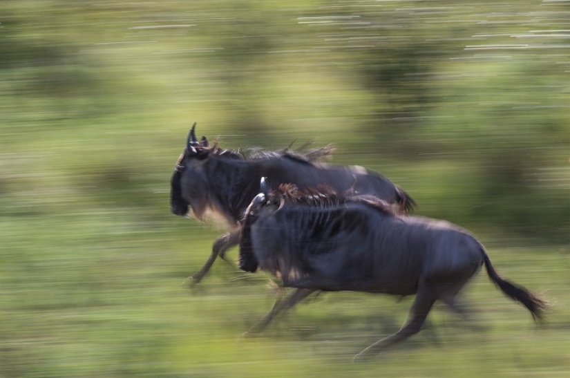 El más espectacular show en el salvaje