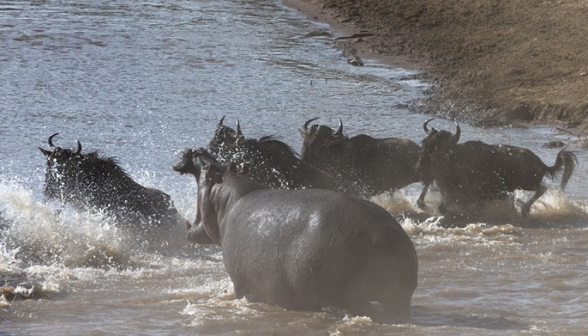 El más espectacular show en el salvaje