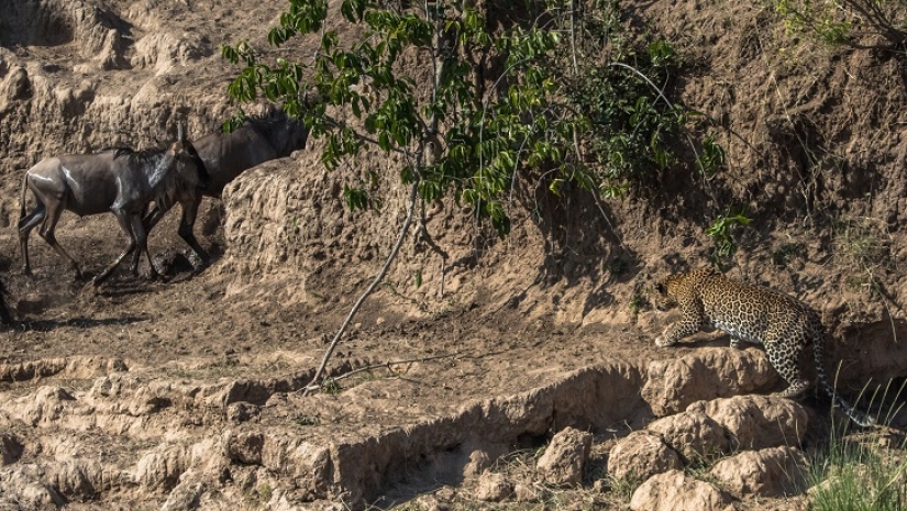 El más espectacular show en el salvaje