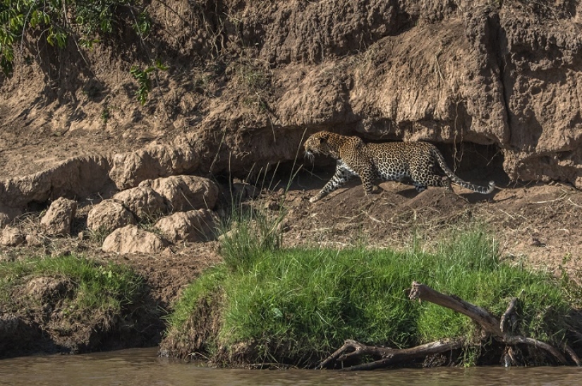 El más espectacular show en el salvaje