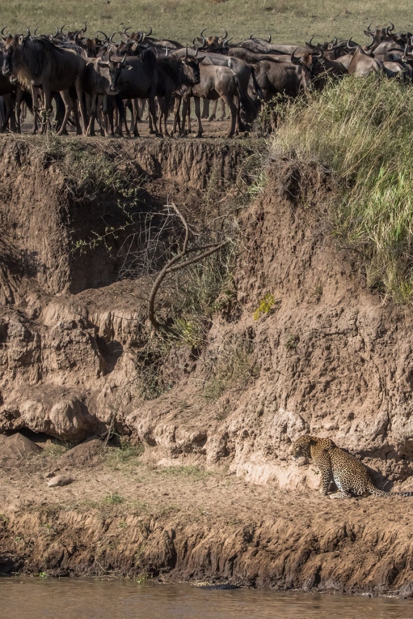 El más espectacular show en el salvaje
