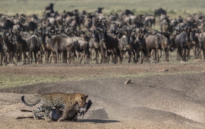 El más espectacular show en el salvaje