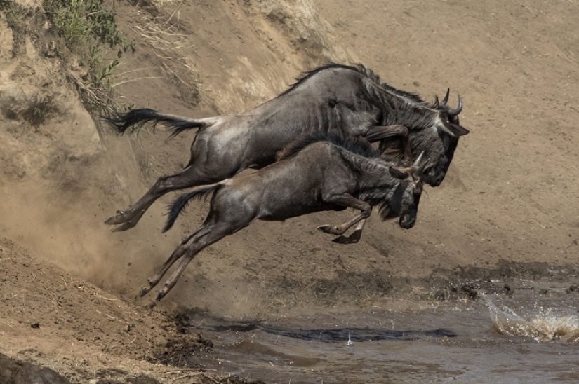 El más espectacular show en el salvaje