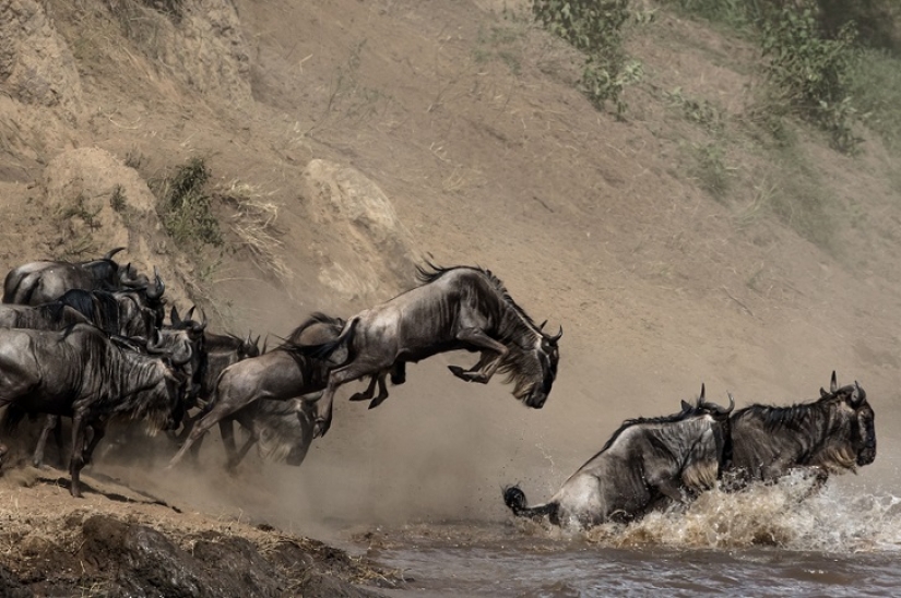 El más espectacular show en el salvaje
