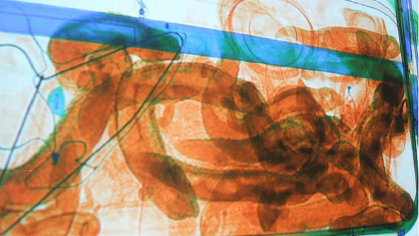 El más inusual de los descubrimientos de funcionarios de aduanas