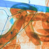 El más inusual de los descubrimientos de funcionarios de aduanas
