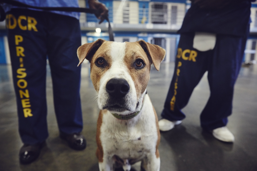 "El perro te ama, incluso en la cárcel": cómo ayudar a cada uno de los otros reclusos y de los perros sin hogar "El perro te ama, incluso en la cárcel": cómo ayudar a cada uno de los otros reclusos y de los perros sin hogar