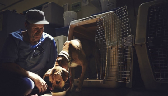"El perro te ama, incluso en la cárcel": cómo ayudar a cada uno de los otros reclusos y de los perros sin hogar