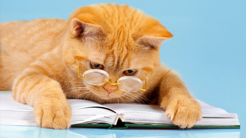 El ranking de los más inteligentes de los animales