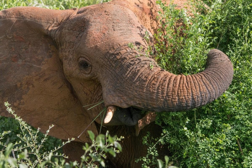 El ranking de los más inteligentes de los animales