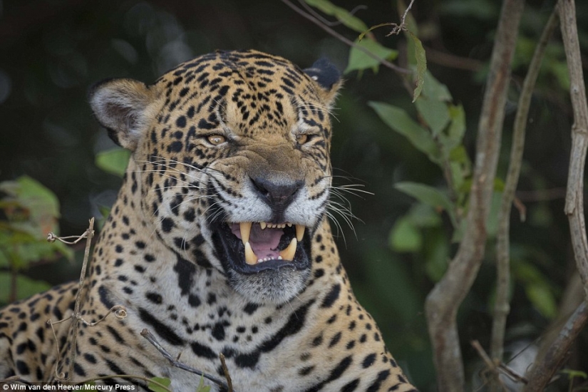 El Reino animal como nunca lo has visto antes: las carreras, la lucha y la ternura