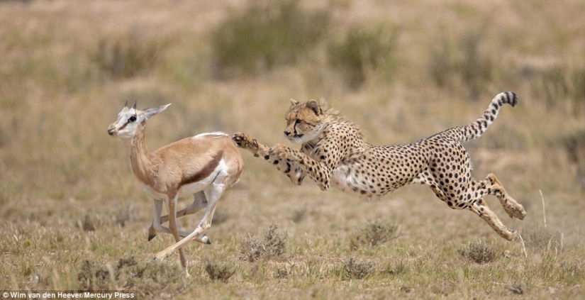 El Reino animal como nunca lo has visto antes: las carreras, la lucha y la ternura