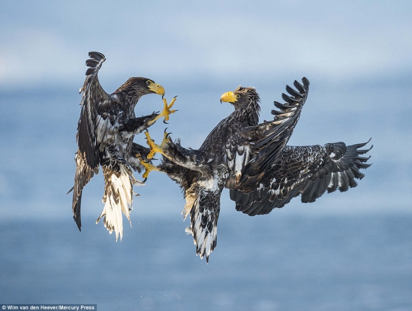 El Reino animal como nunca lo has visto antes: las carreras, la lucha y la ternura