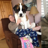 El tamaño importa: estos enormes perros están seguros de que son mano