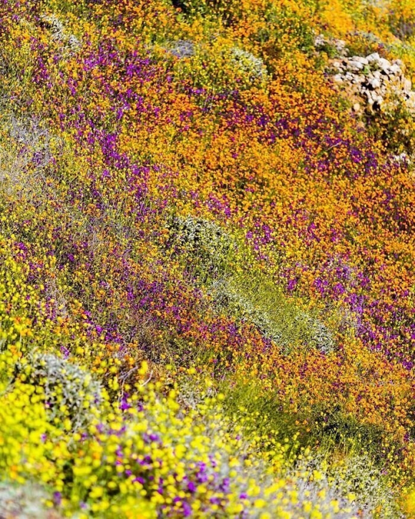 En California, después de una larga sequía de flores de amapolas y que puede ser visto incluso desde el espacio