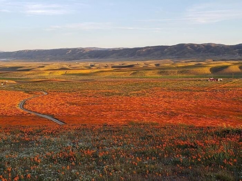 En California, después de una larga sequía de flores de amapolas y que puede ser visto incluso desde el espacio