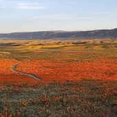 En California, después de una larga sequía de flores de amapolas y que puede ser visto incluso desde el espacio