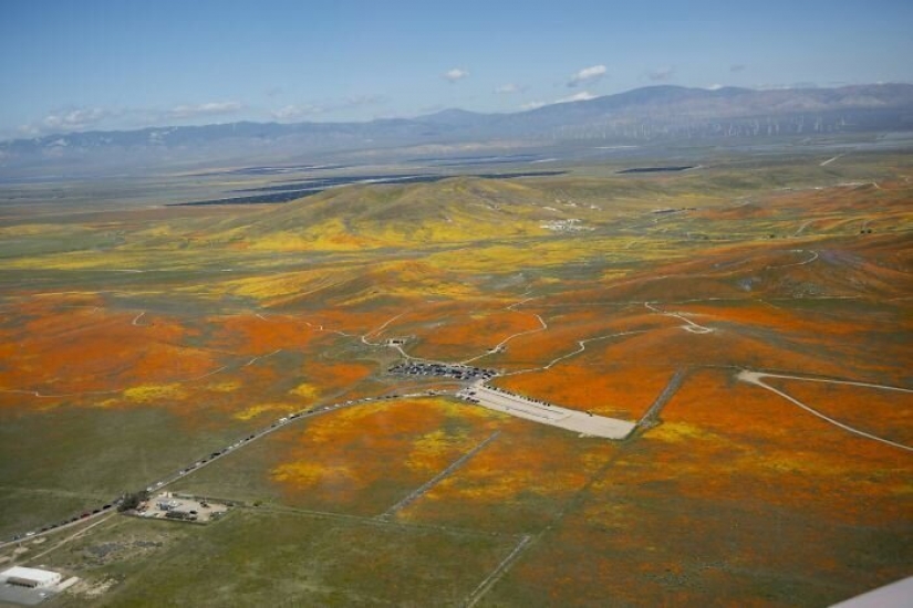En California, después de una larga sequía de flores de amapolas y que puede ser visto incluso desde el espacio