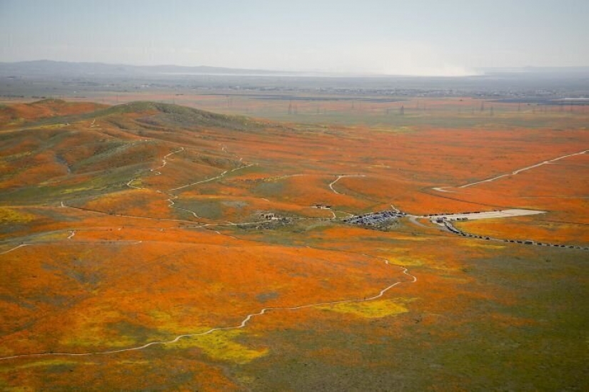 En California, después de una larga sequía de flores de amapolas y que puede ser visto incluso desde el espacio