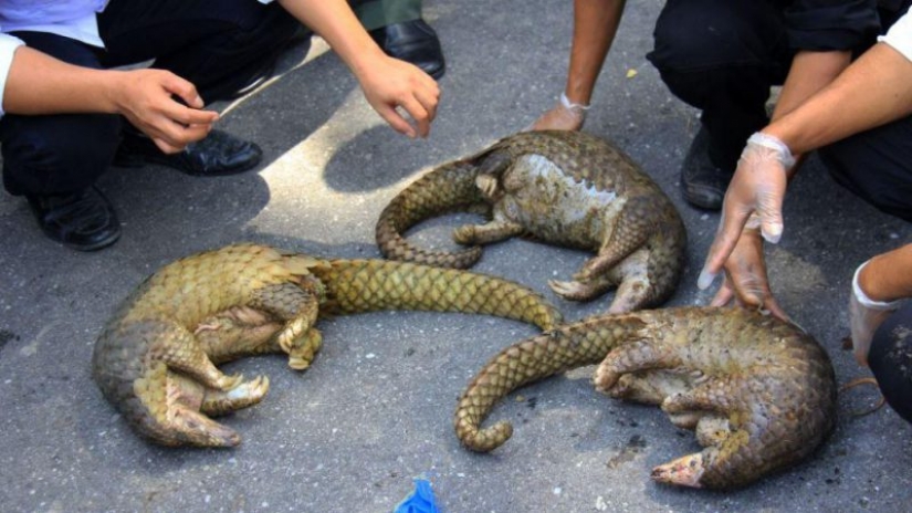 En China, la prohibición de comer a los perros y gatos. Parecería, y aquí está el coronavirus? En China, la prohibición de comer a los perros y gatos. Parecería, y aquí está el coronavirus?