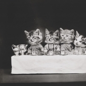En el comienzo del siglo XX el Internet no estaba allí, pero estaba realmente en el león