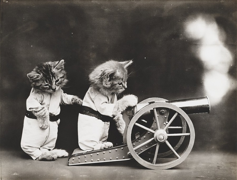 En el comienzo del siglo XX el Internet no estaba allí, pero estaba realmente en el león En el comienzo del siglo XX el Internet no estaba allí, pero estaba realmente en el león