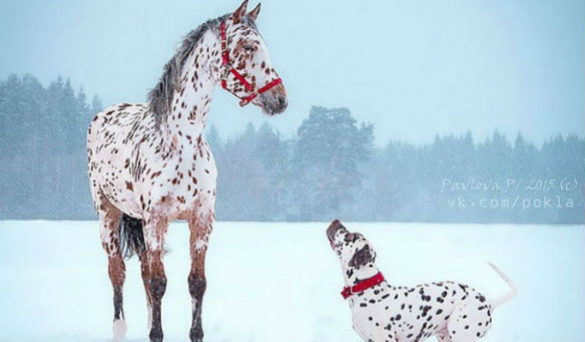 En el mundo de los animales: los hermanos y hermanas de diferentes madres