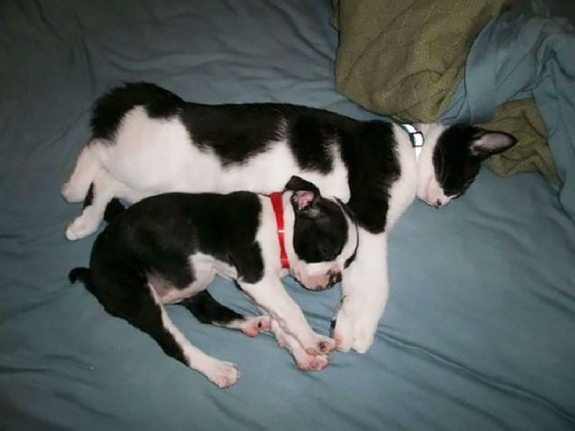 En el mundo de los animales: los hermanos y hermanas de diferentes madres