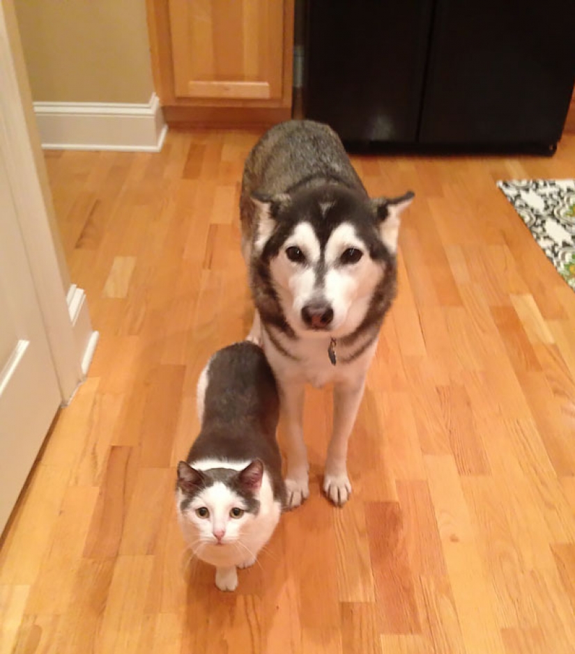 En el mundo de los animales: los hermanos y hermanas de diferentes madres