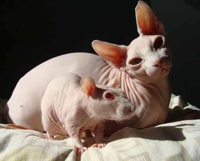 En el mundo de los animales: los hermanos y hermanas de diferentes madres