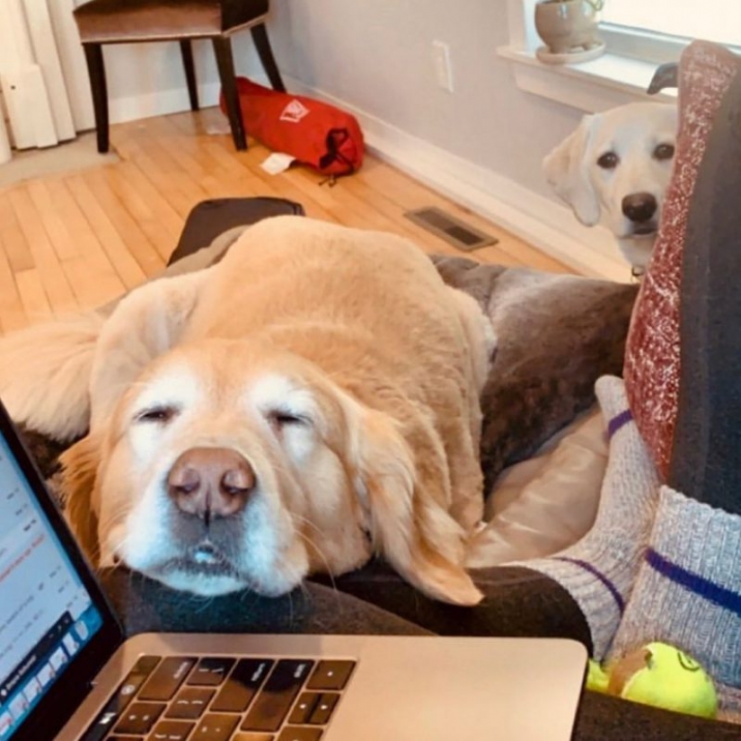 En Instagram apareció una divertida cuenta dedicada a los perros, trabajando en casa En Instagram apareció una divertida cuenta dedicada a los perros, trabajando en casa