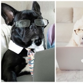 En Instagram apareció una divertida cuenta dedicada a los perros, trabajando en casa