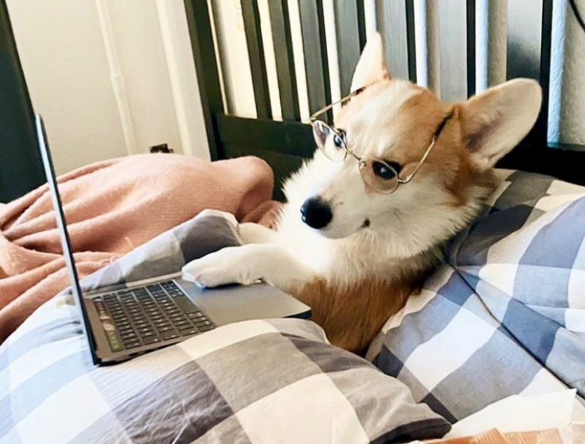 En Instagram apareció una divertida cuenta dedicada a los perros, trabajando en casa En Instagram apareció una divertida cuenta dedicada a los perros, trabajando en casa
